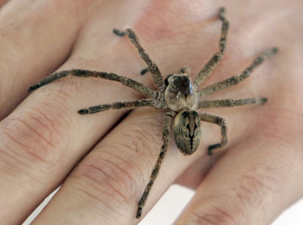 Live animal encounters